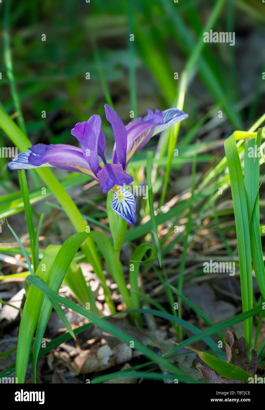 Blu Violetto fiore di Iris graminea aka erba-lasciava bandiera. Foto Stock