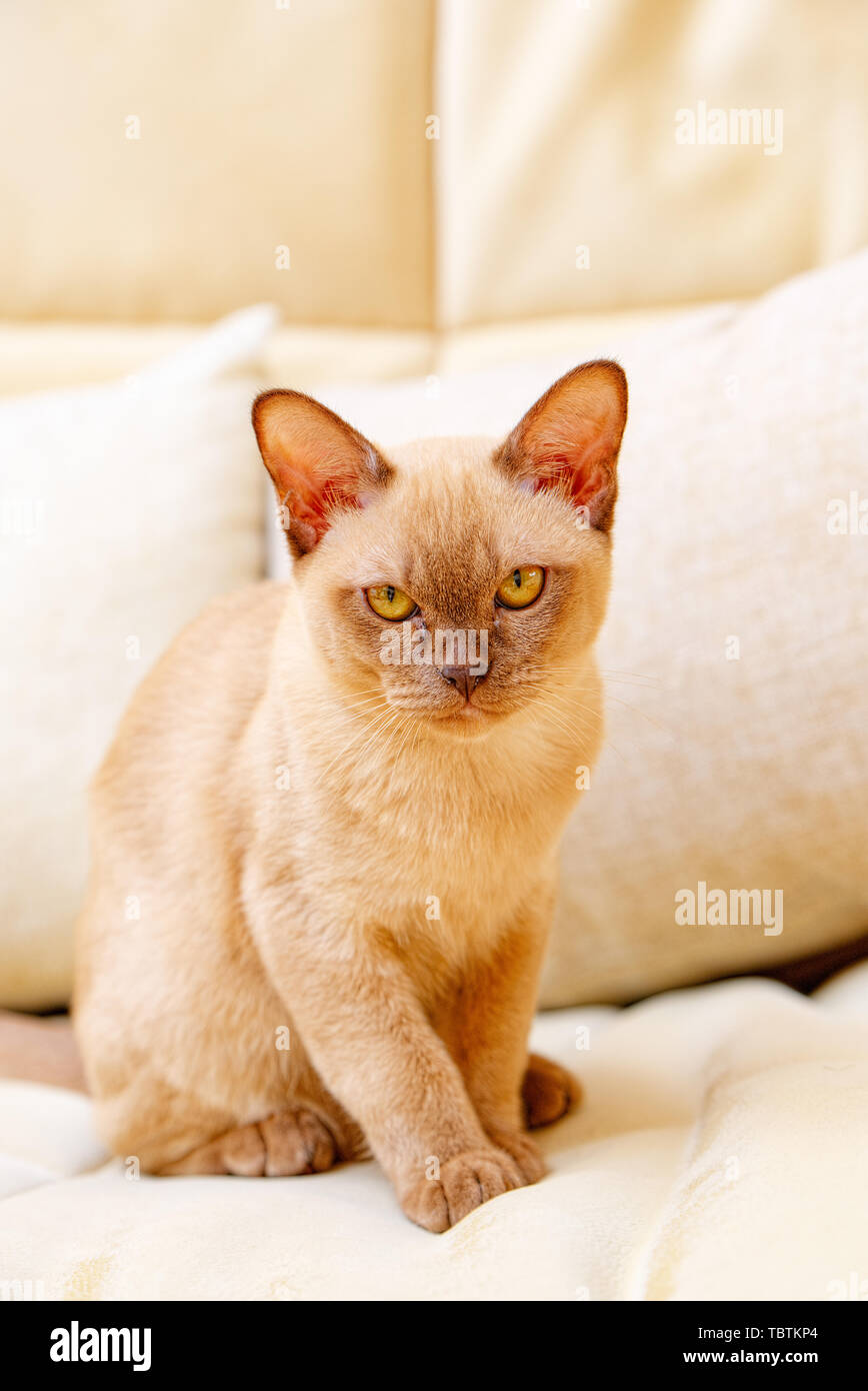 Gatto birmano kitty color cioccolato, è una razza di gatto domestico,  originari della Thailandia, credeva di avere le sue radici nei pressi della  presente Thai-Burma Foto stock - Alamy