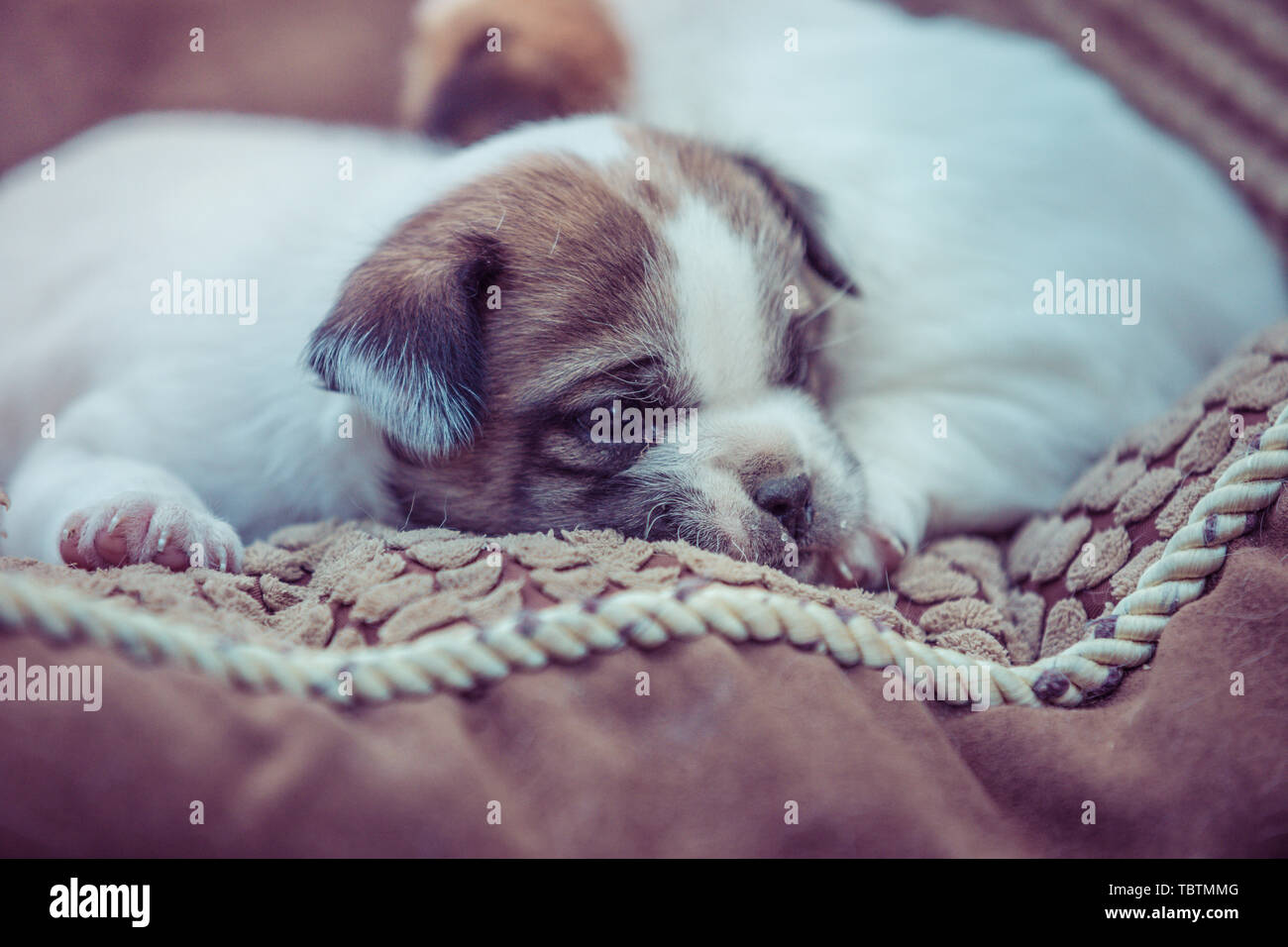 I cani. Foto Stock