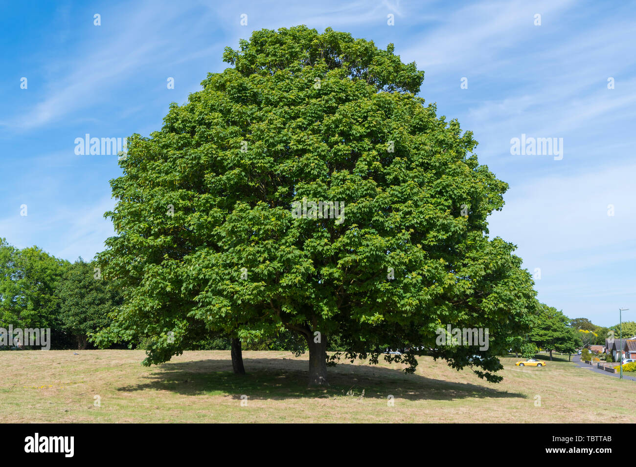 Sycamore Tree (Acer pseudoplatanus, acero di Sycamore negli Stati Uniti) contro il cielo blu all'inizio dell'estate (giugno) in Inghilterra, Regno Unito. Foto Stock