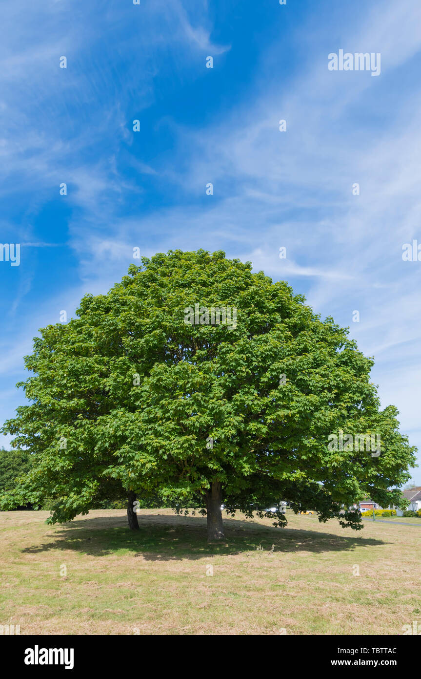 Sycamore Tree (Acer pseudoplatanus, acero di Sycamore negli Stati Uniti) contro il cielo blu all'inizio dell'estate (giugno) in Inghilterra, Regno Unito. CopySpace. Foto Stock