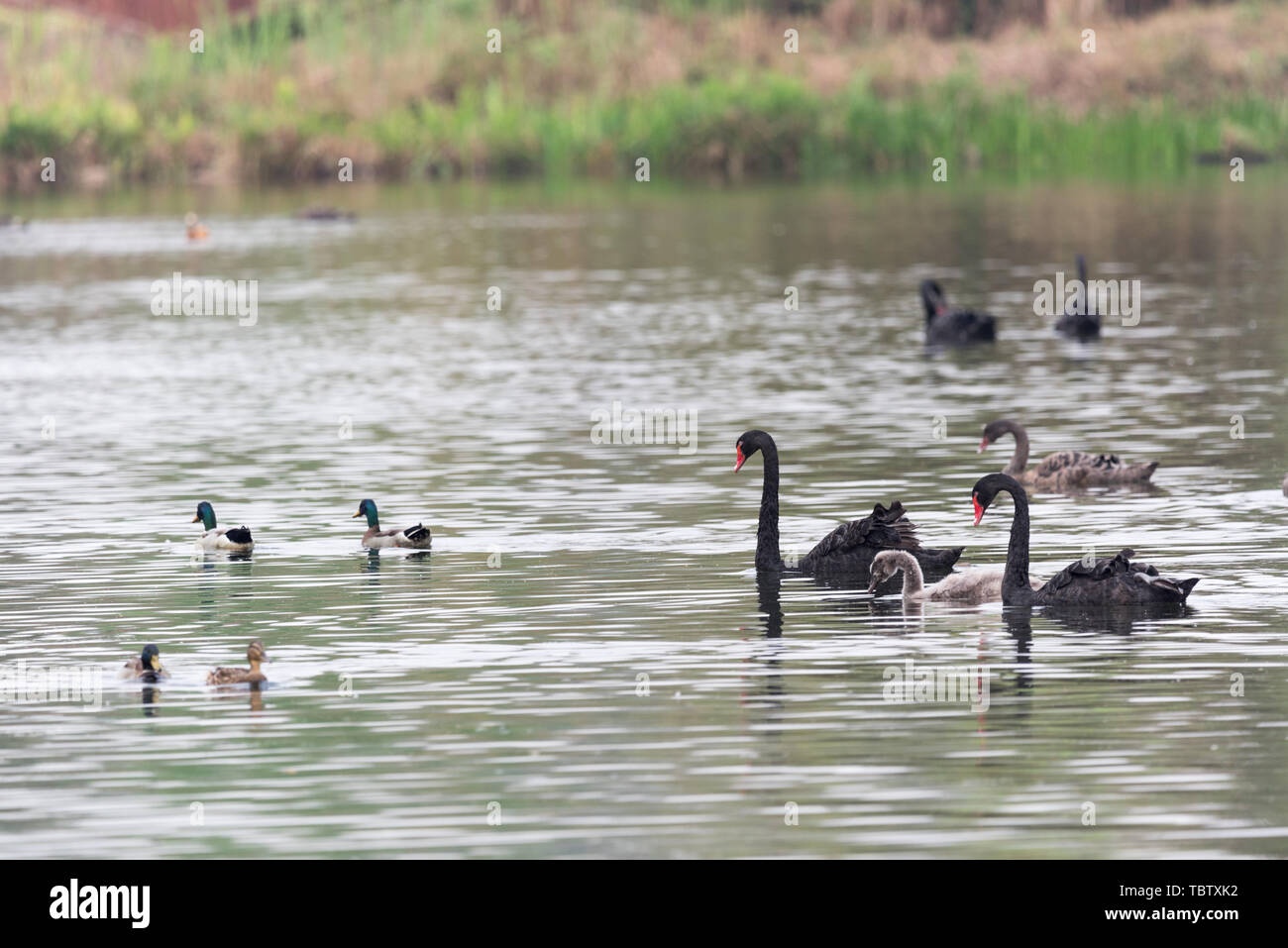 Cigni neri e anatre nel lago Foto Stock