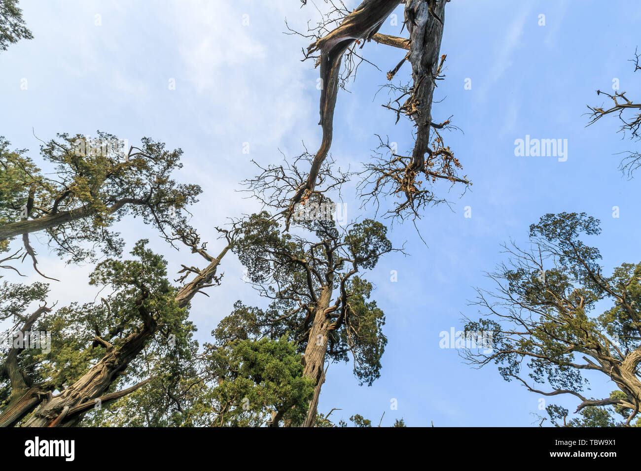 Lato antico cipresso in Mengmiao, Zoucheng Città, Provincia di Shandong Foto Stock