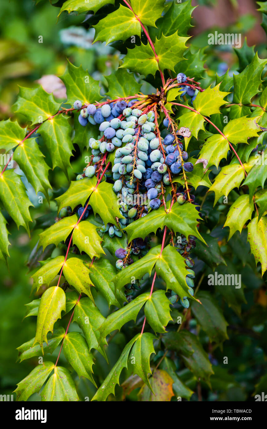 L'uva Oregon, l'aquifolium di Mahonia, , le bacche blu e le foglie pinate. Foto Stock