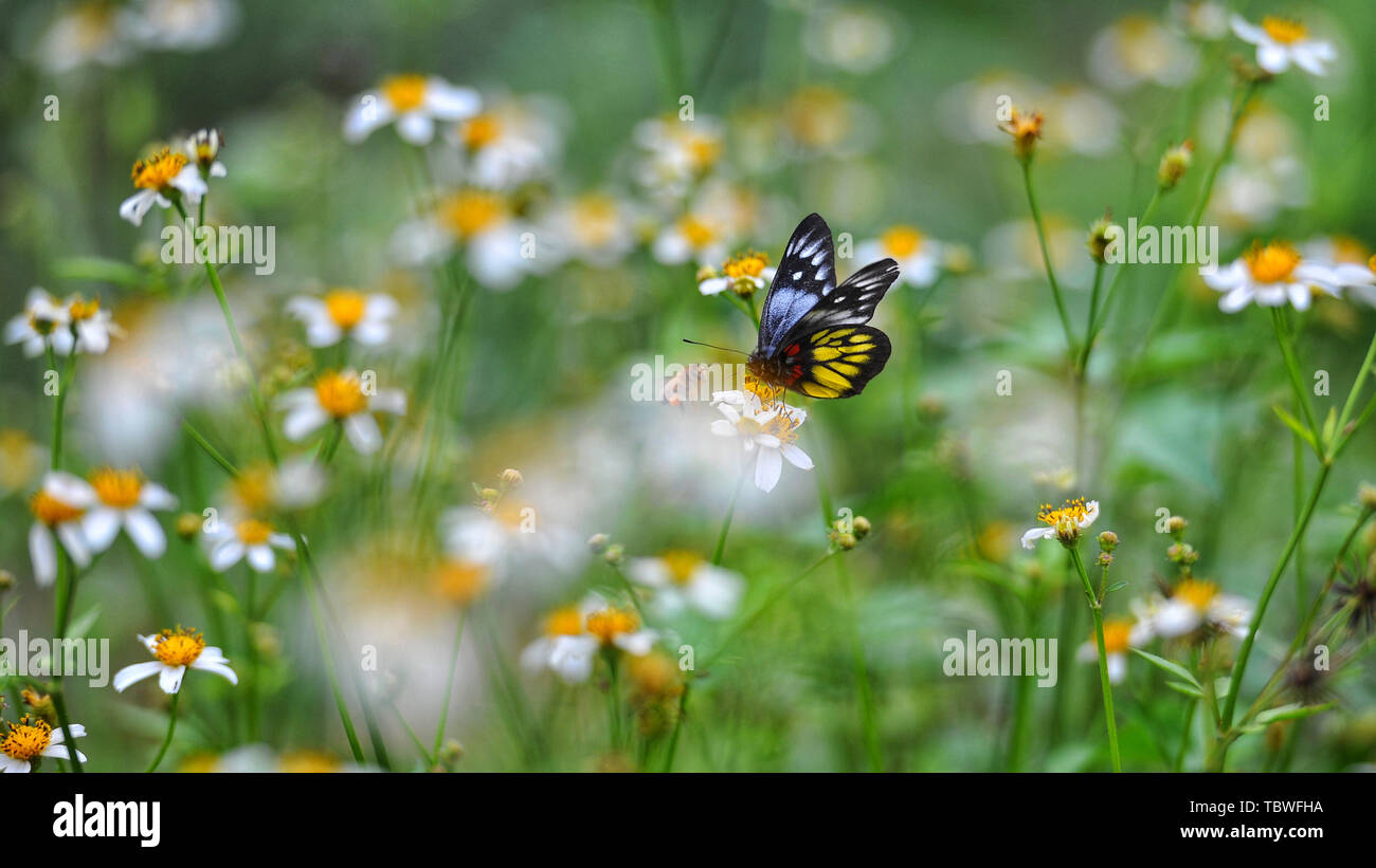 Api e farfalle, felice. Foto Stock