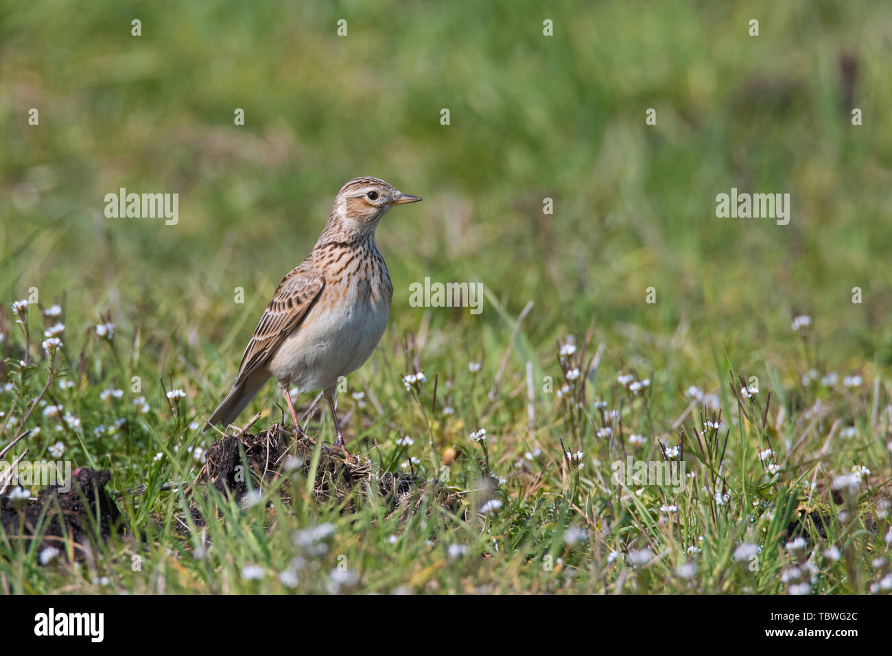 Allodola eurasiatica (Alauda arvense) rovistando nel campo / prato in primavera Foto Stock