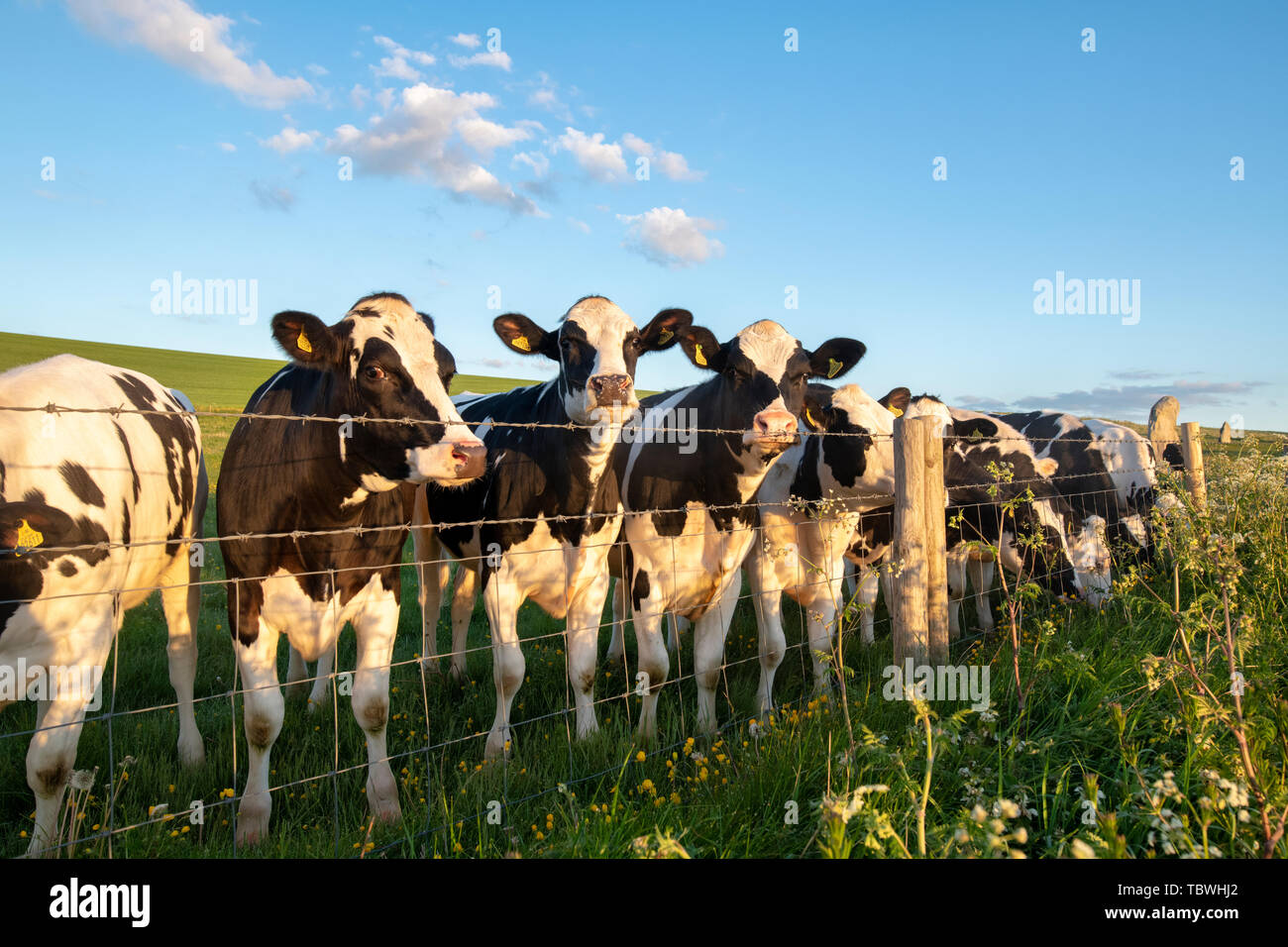 I capi di bestiame. Giovani Holstein il frisone Torelli in West Kennet avenue campo nella luce del mattino. Avebury, Wiltshire, Inghilterra Foto Stock