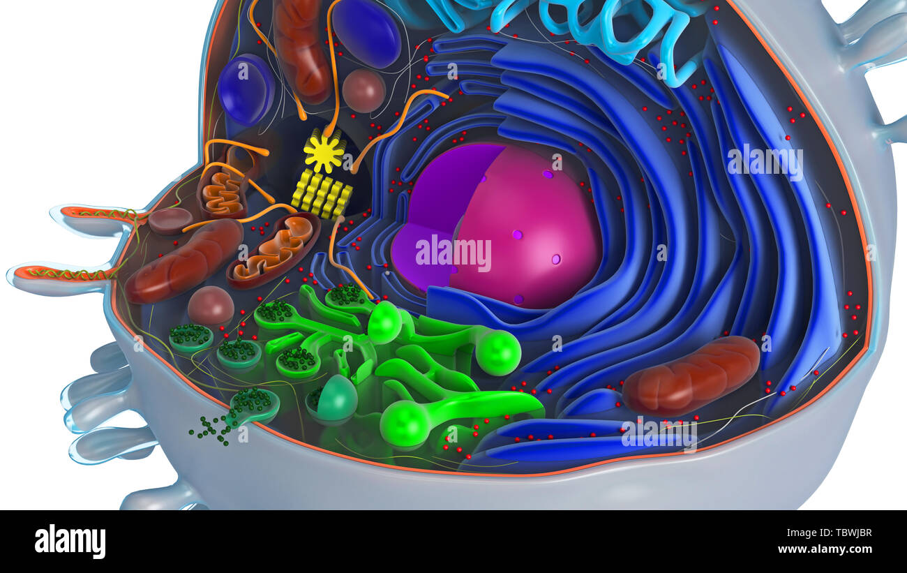 Cellula animale nella sezione, multicolore e chiudere la vista. Il rendering 3D Foto Stock