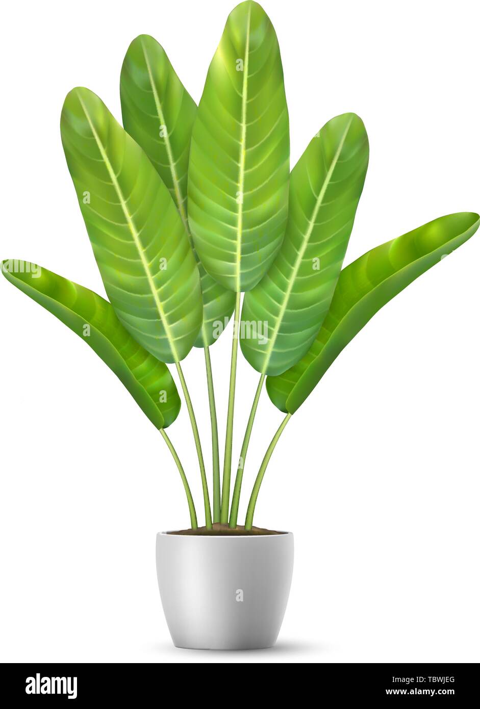 Banana foglie di albero in vaso di fiori. Illustrazione Vettoriale