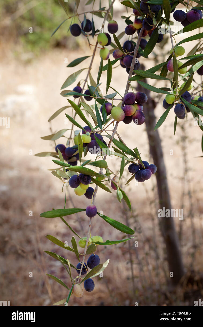 Viola e verde olivo (Olea europaea) maturano su Wild Olive tree Foto Stock