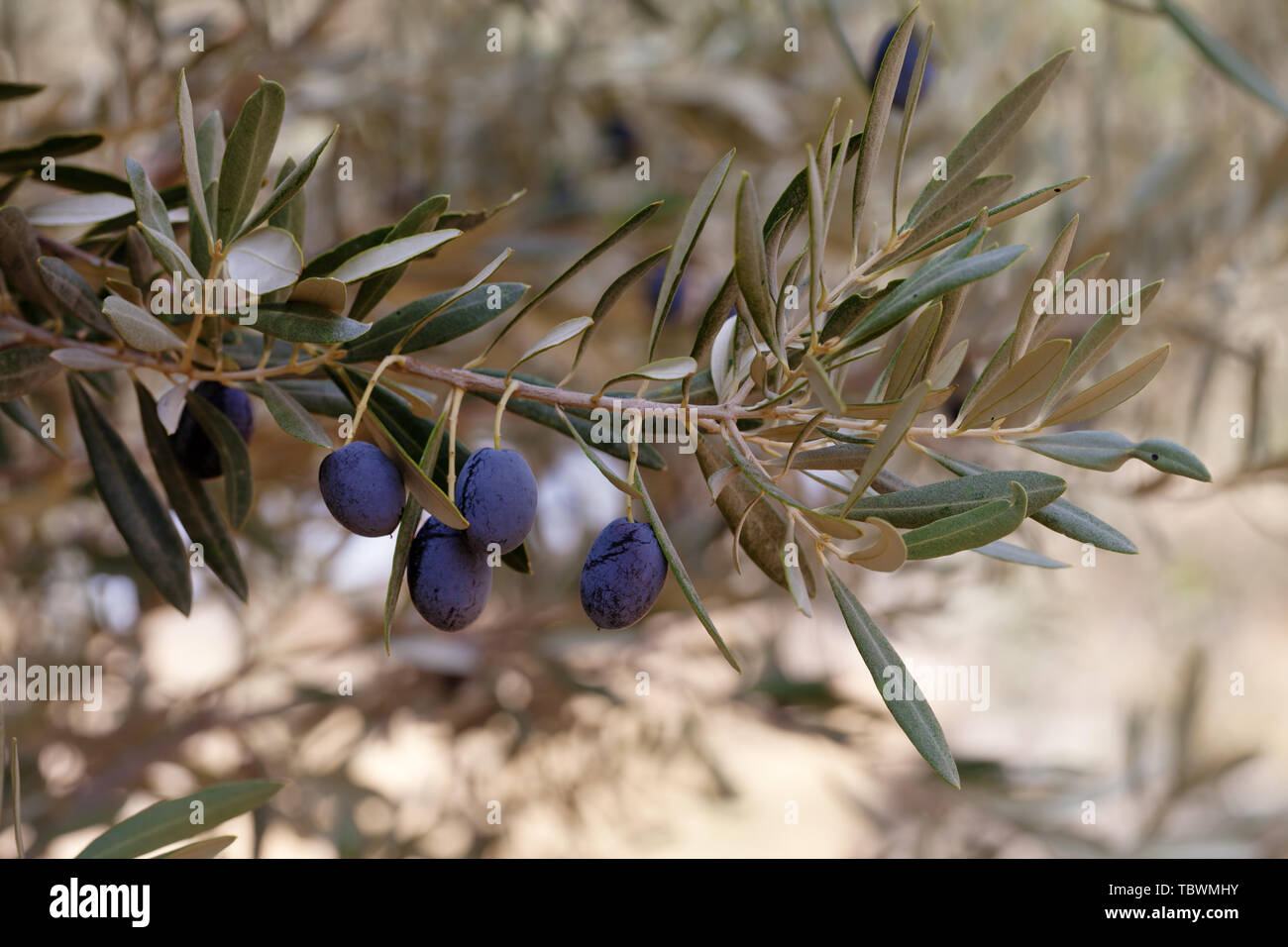 Ramo di albero d'olivo selvatico con crescente viola oliva frutta (europeo d'oliva) Foto Stock