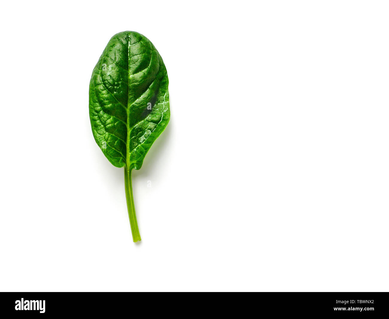 Una baby spinaci foglia isolato su bianco con percorso di clipping. Fresco verde baby spinaci foglie con copia spazio. Vista superiore o laici piatta Foto Stock