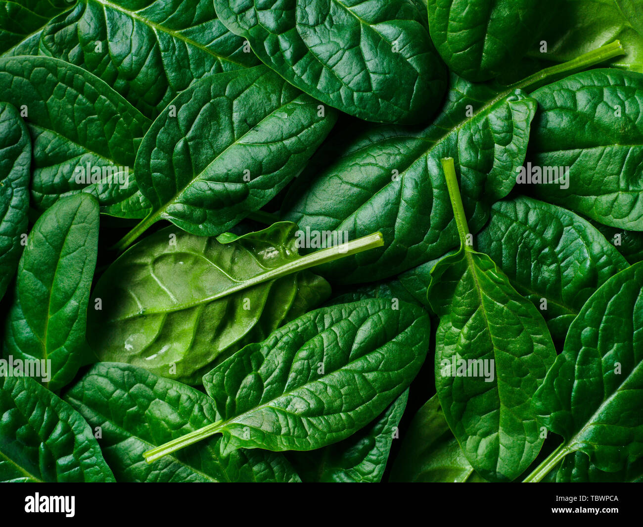 Motivo dal baby spinaci foglie. Fresco verde baby spinaci. Vista superiore piatta o laici. È possibile utilizzare per la progettazione vegane e cheto dieta Foto Stock