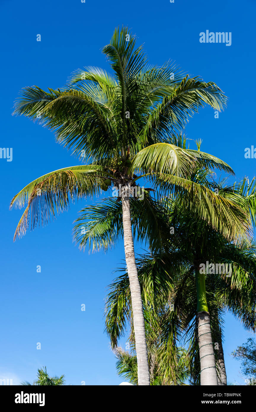 Coconut Palm tree all'interno del South Seas Island Resort. Captiva Island, Florida Foto Stock