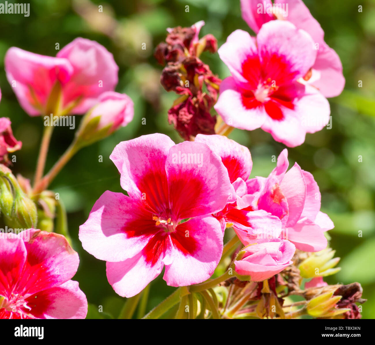 Primo piano sui gerani rosa in un giardino in una giornata di sole Foto Stock