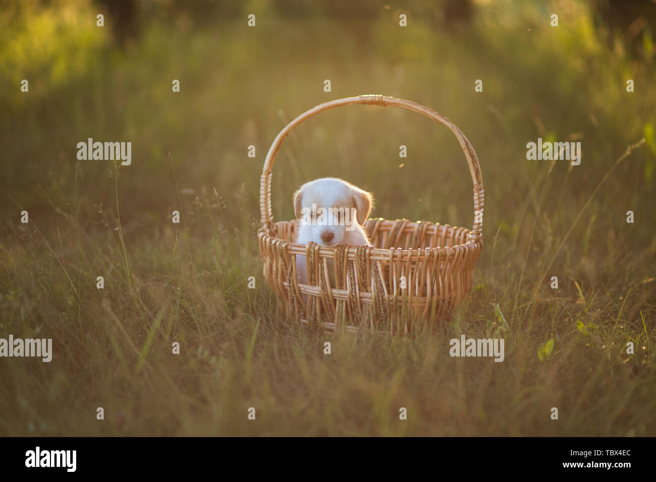 Grazioso cucciolo seduto in un cesto di vimini al tramonto nella foresta. Il concetto di amicizia, la felicità, la gioia e l'infanzia. Foto Stock