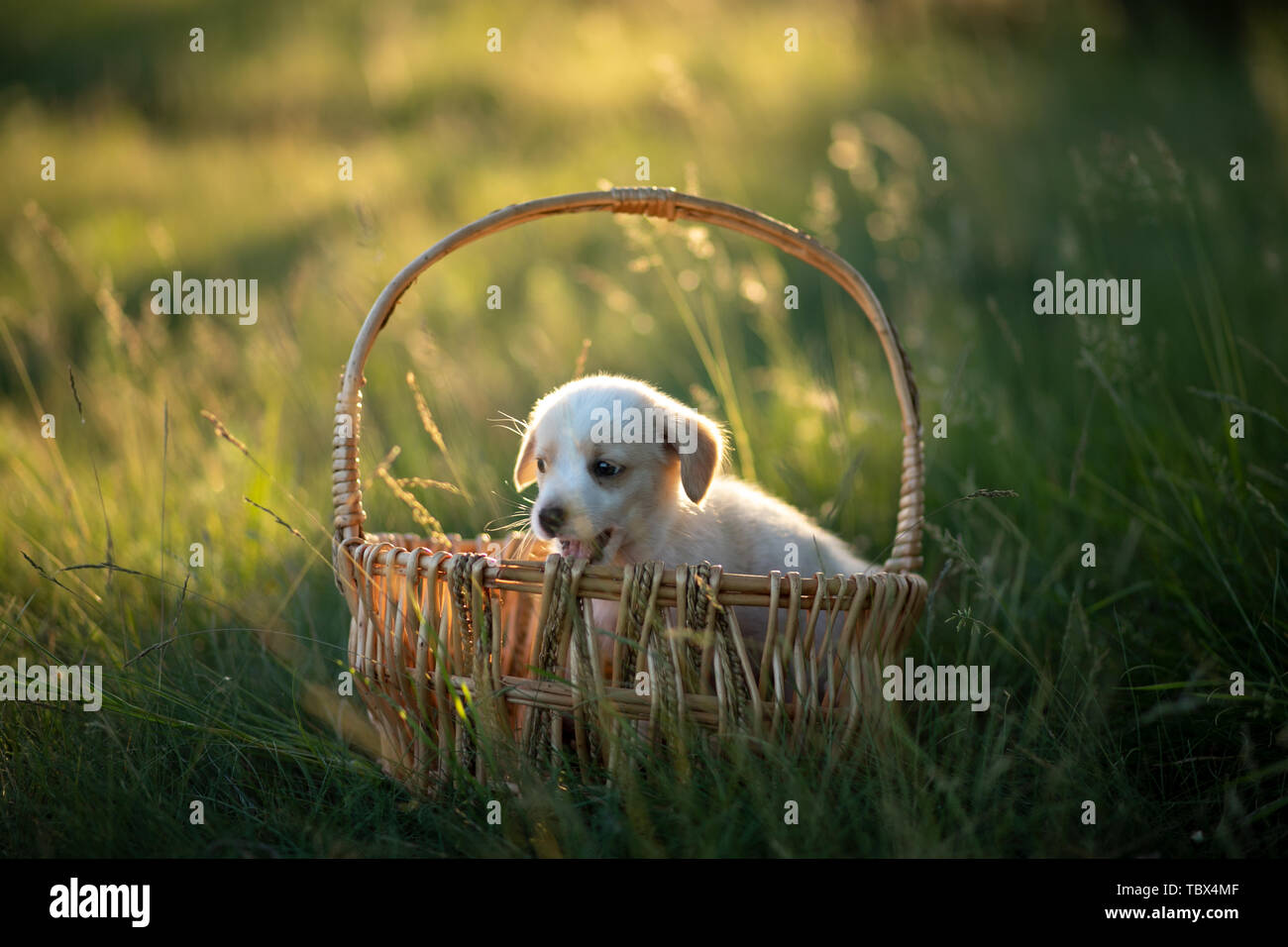 Grazioso cucciolo seduto in un cesto di vimini al tramonto nella foresta. Il concetto di amicizia, la felicità, la gioia e l'infanzia. Foto Stock