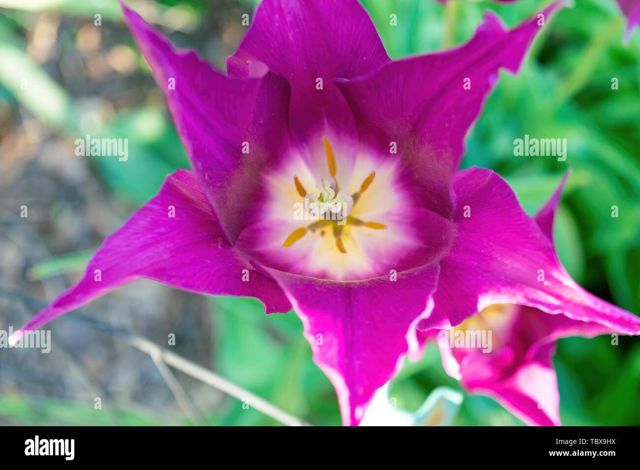 Bella viola rosa con dei fiori a forma di stella petali su un soleggiato inizio giornata di primavera Foto Stock