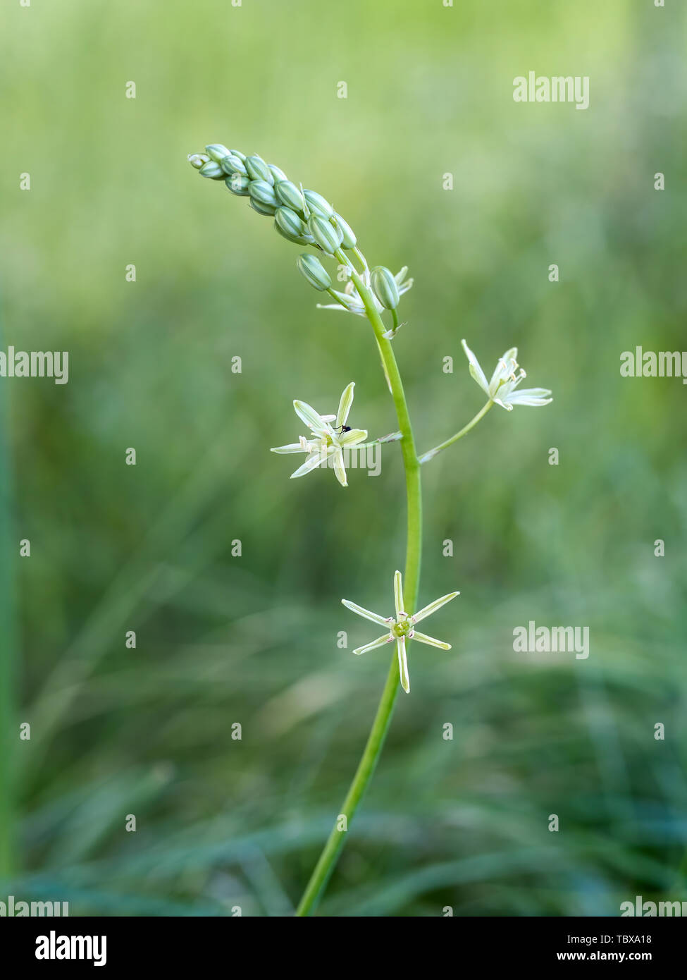 Ornithogalum pyrenaicum aka prussiani, selvatici o vasca di asparagi, Pirenei stella di Betlemme o dentato per la stella di Betlemme. Millefiori. Germogli commestibili. Foto Stock