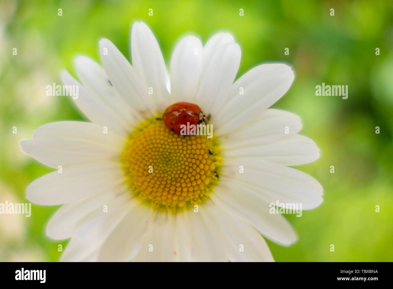 Portafortuna coccinella su una margherita Foto Stock