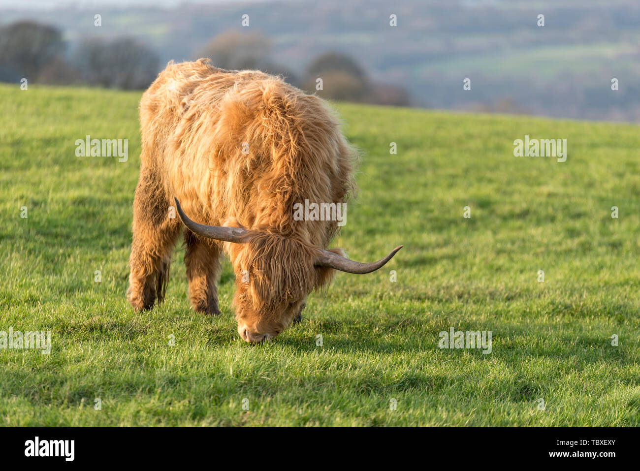 Highland mucca in Blackburn Lancashire, Regno Unito - Highland bovini Foto Stock