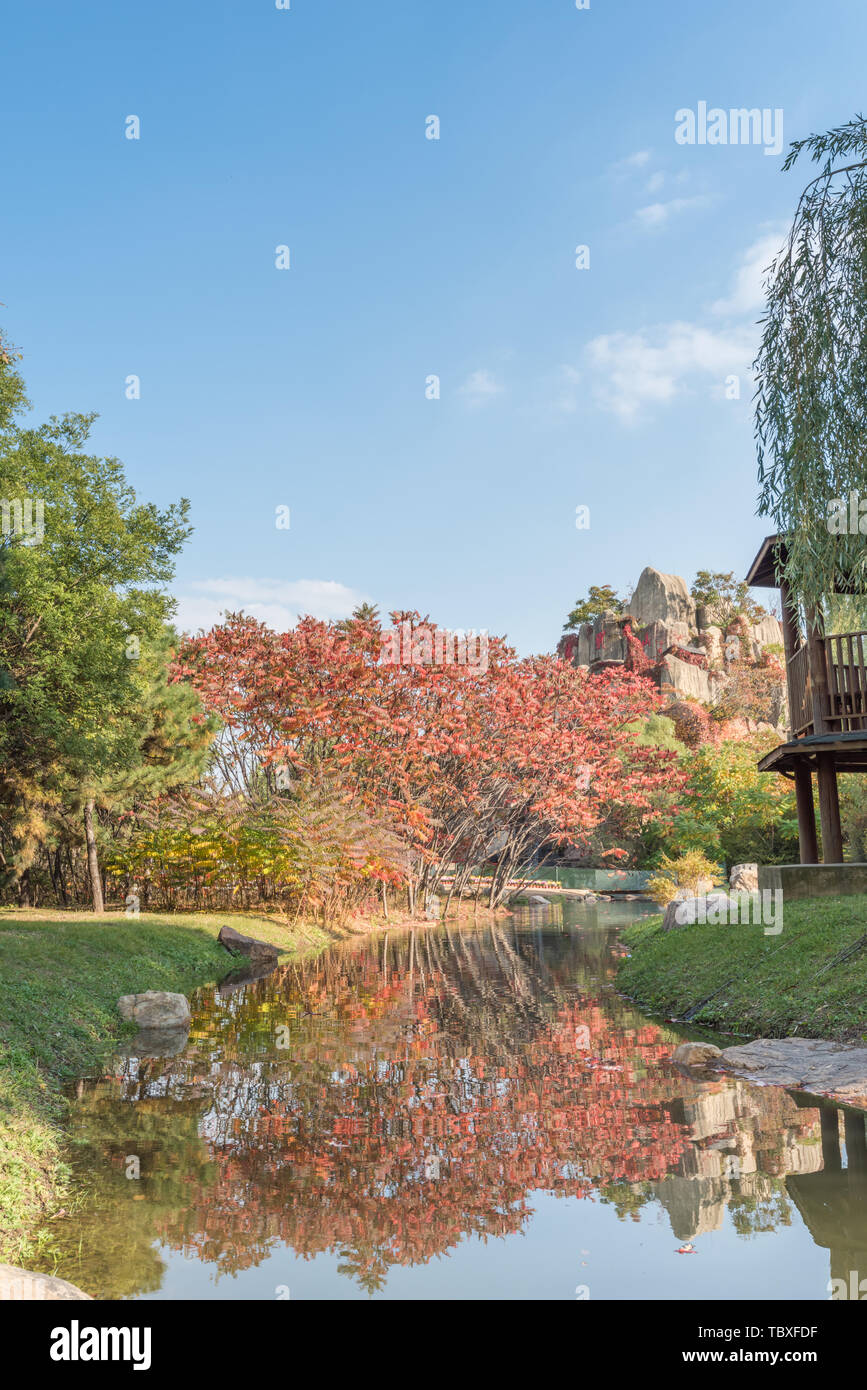 Autunno Swan anatra selvatica in Outdoor stagno Grove nel Parco di Shenyang, Cina Foto Stock