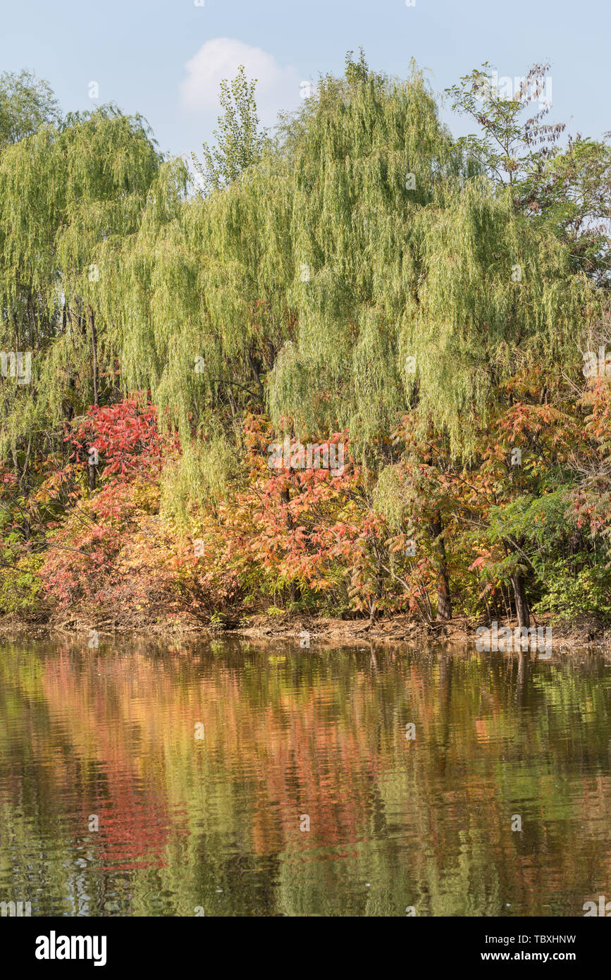 Autunno Swan anatra selvatica in Outdoor stagno Grove nel Parco di Shenyang, Cina Foto Stock