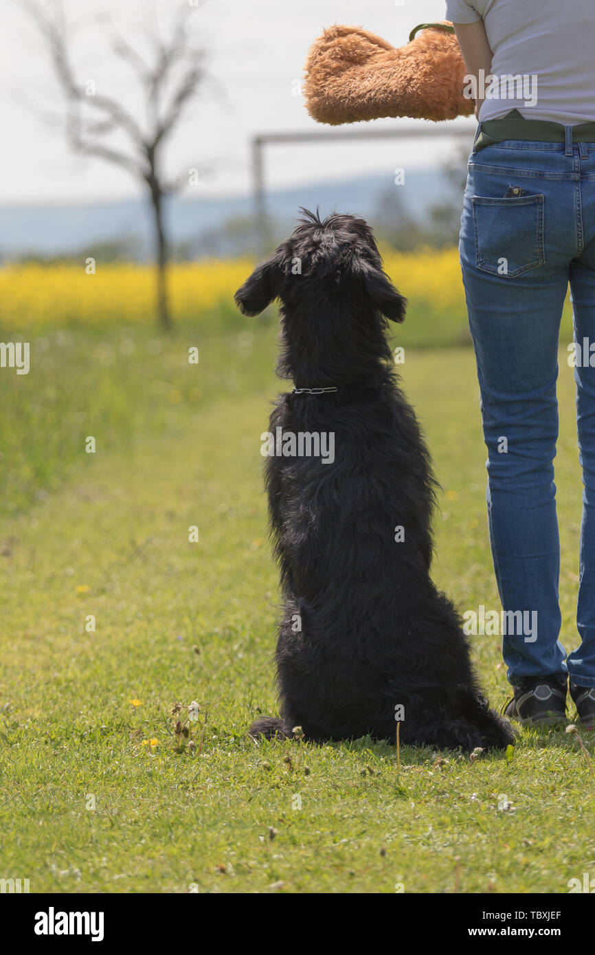 Cane obbedienza formazione secondo i nuovi standard. Nero Schnauzer cane seduto accanto al suo proprietario. Foto Stock