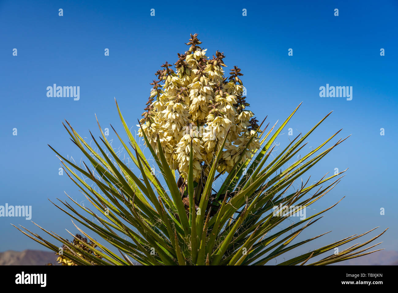 Yucca tree blooming a Joshua Tree National Park, California, Stati Uniti d'America. Foto Stock