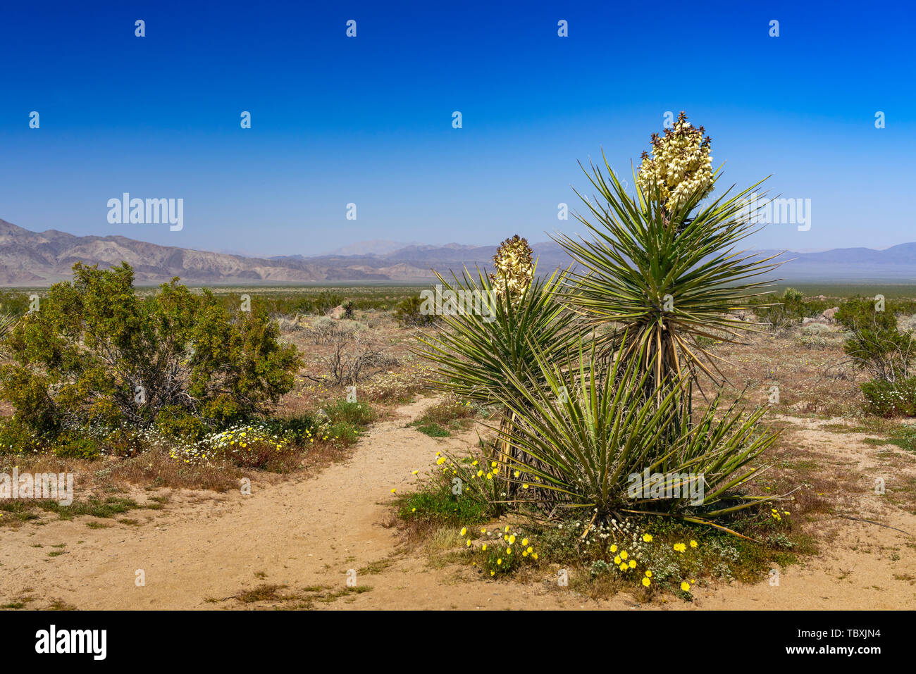 Yucca tree blooming a Joshua Tree National Park, California, Stati Uniti d'America. Foto Stock