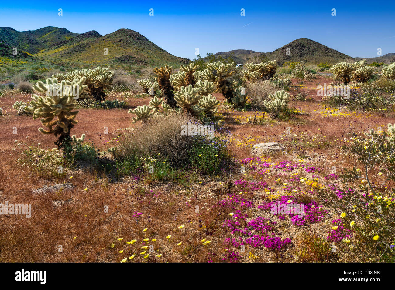 Cholla cactus garden a Joshua Tree National Park, California, Stati Uniti d'America. Foto Stock