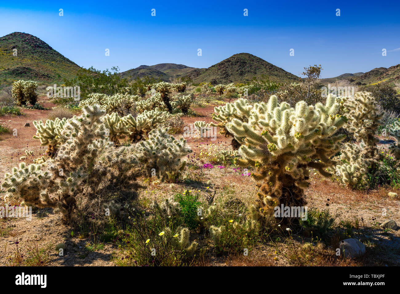 Cholla cactus garden a Joshua Tree National Park, California, Stati Uniti d'America. Foto Stock