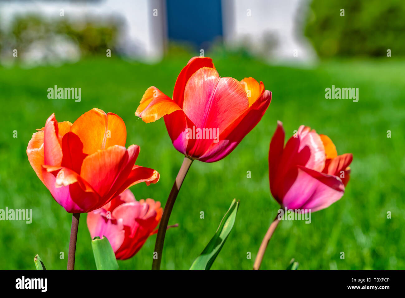 Fioritura di tulipani isolata contro lussureggiante verde erbe in una giornata di sole Foto Stock