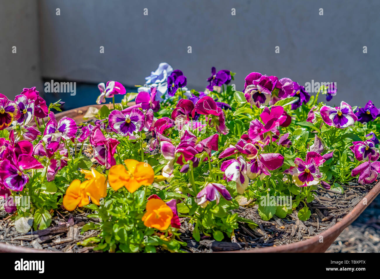 Fiori che crescono su un vecchio arrugginito carriola e fioritura sotto la luce del sole Foto Stock