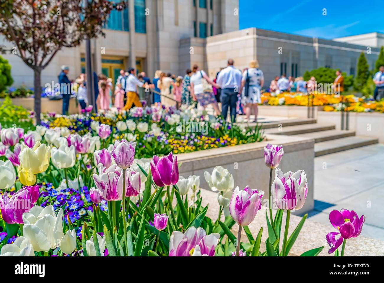 Fiori radiante in fiore nel giardino al di fuori di un edificio in una giornata di sole Foto Stock