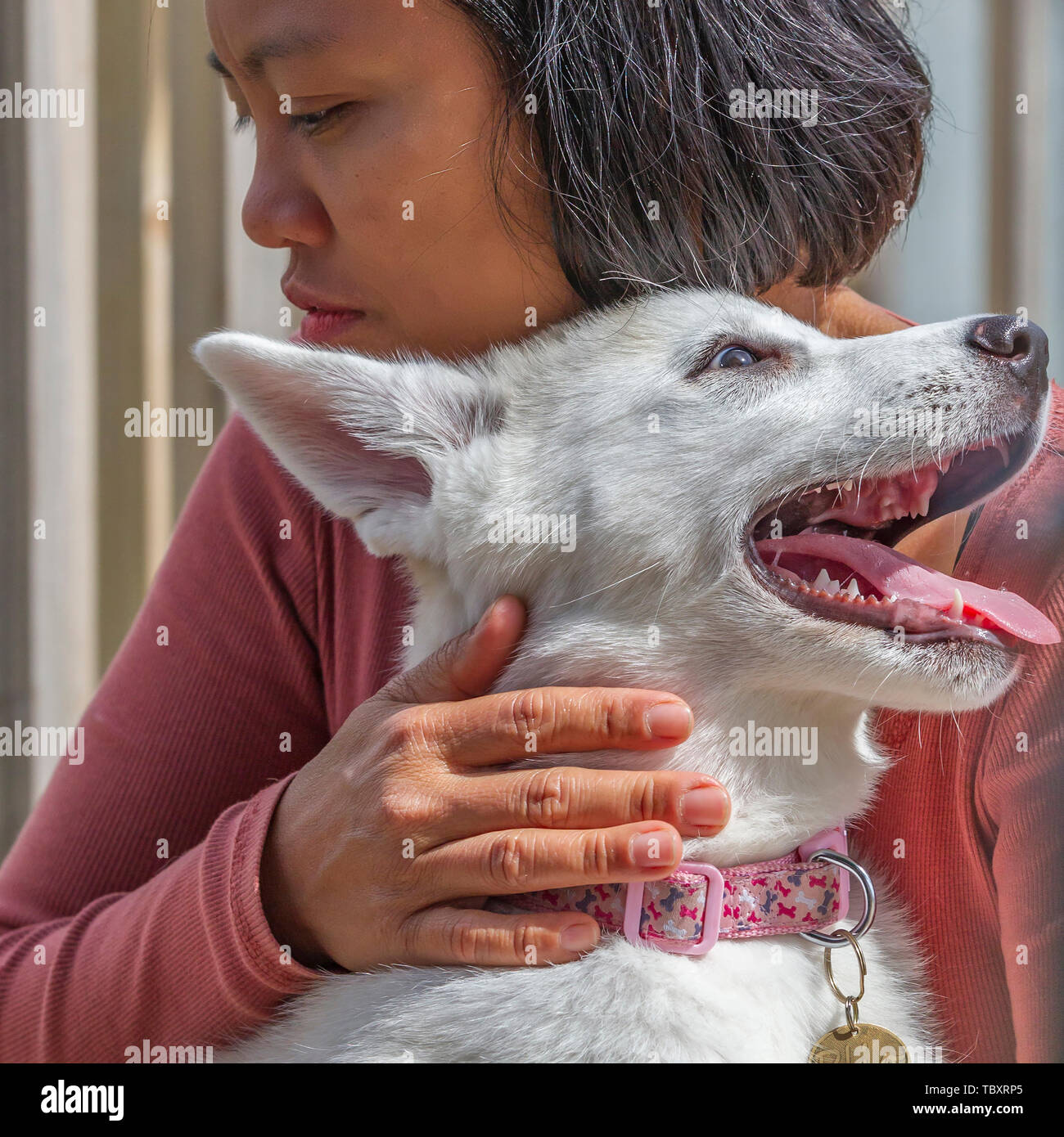 Una donna orientale tenendo le sue 9 settimana old German Shepard x Husky cucciolo, Bianco Mills Marina, Earls Barton, Northamptonshire, Regno Unito. Foto Stock