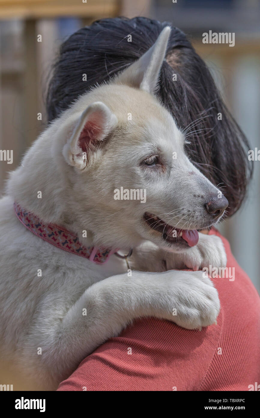 Una donna orientale tenendo le sue 9 settimana old German Shepard x Husky cucciolo, Bianco Mills Marina, Earls Barton, Northamptonshire, Regno Unito. Foto Stock