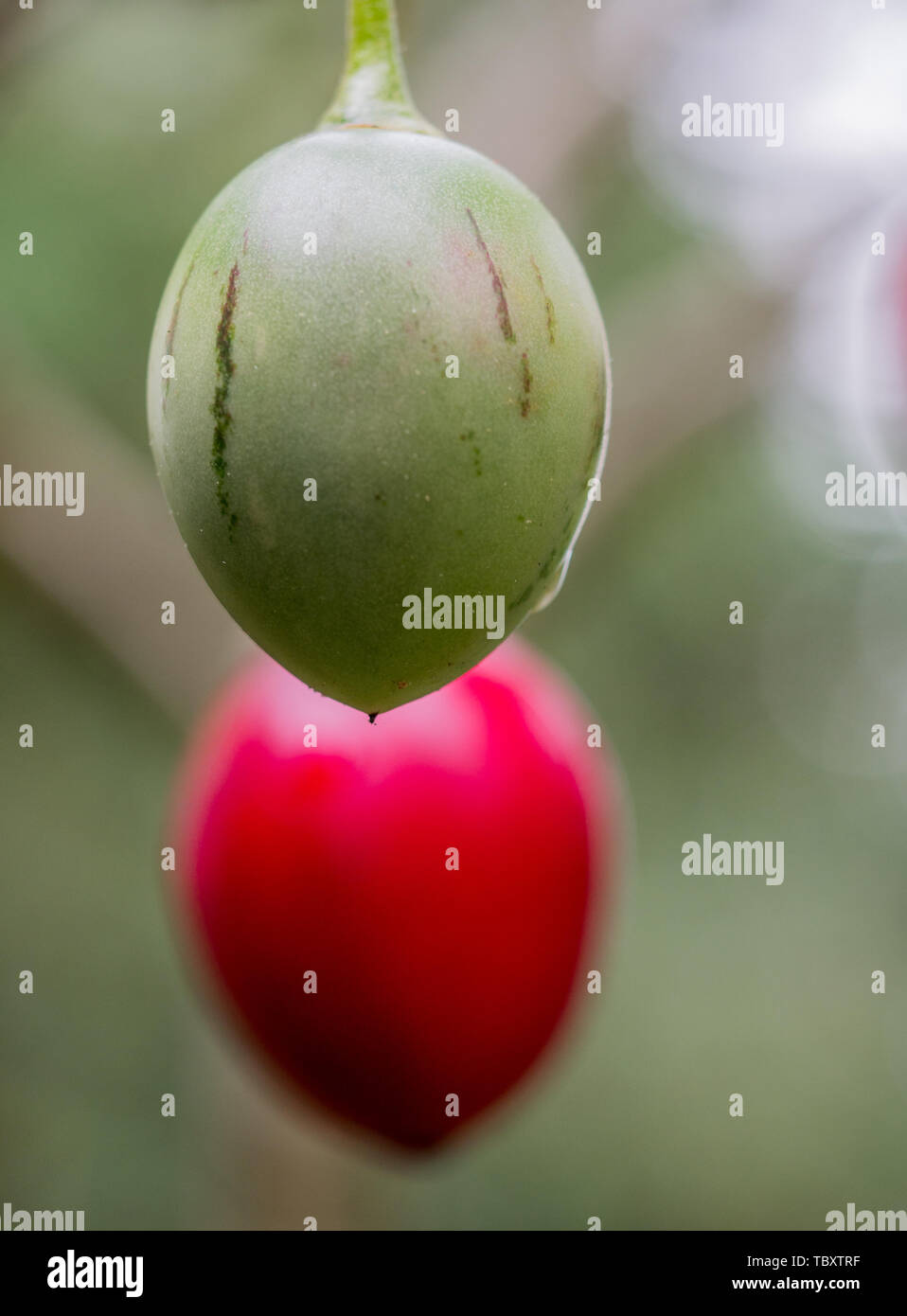 Due frutti, verde e rosso, mature e frutti immaturi, Tamarillo Tree (pomodoro Solanum betaceum ), Pohueroa, Brunswick, Whanganui, Nuova Zelanda Foto Stock