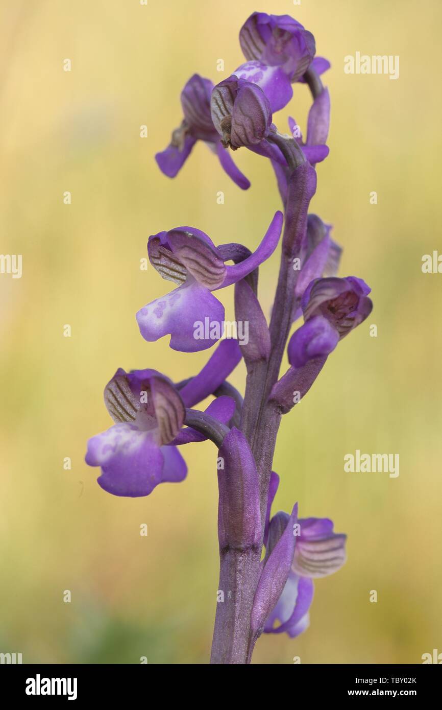 Orchidea alata verde, orchidea venosa verde, anacamptis (=Orchidea) morio, Foto Stock