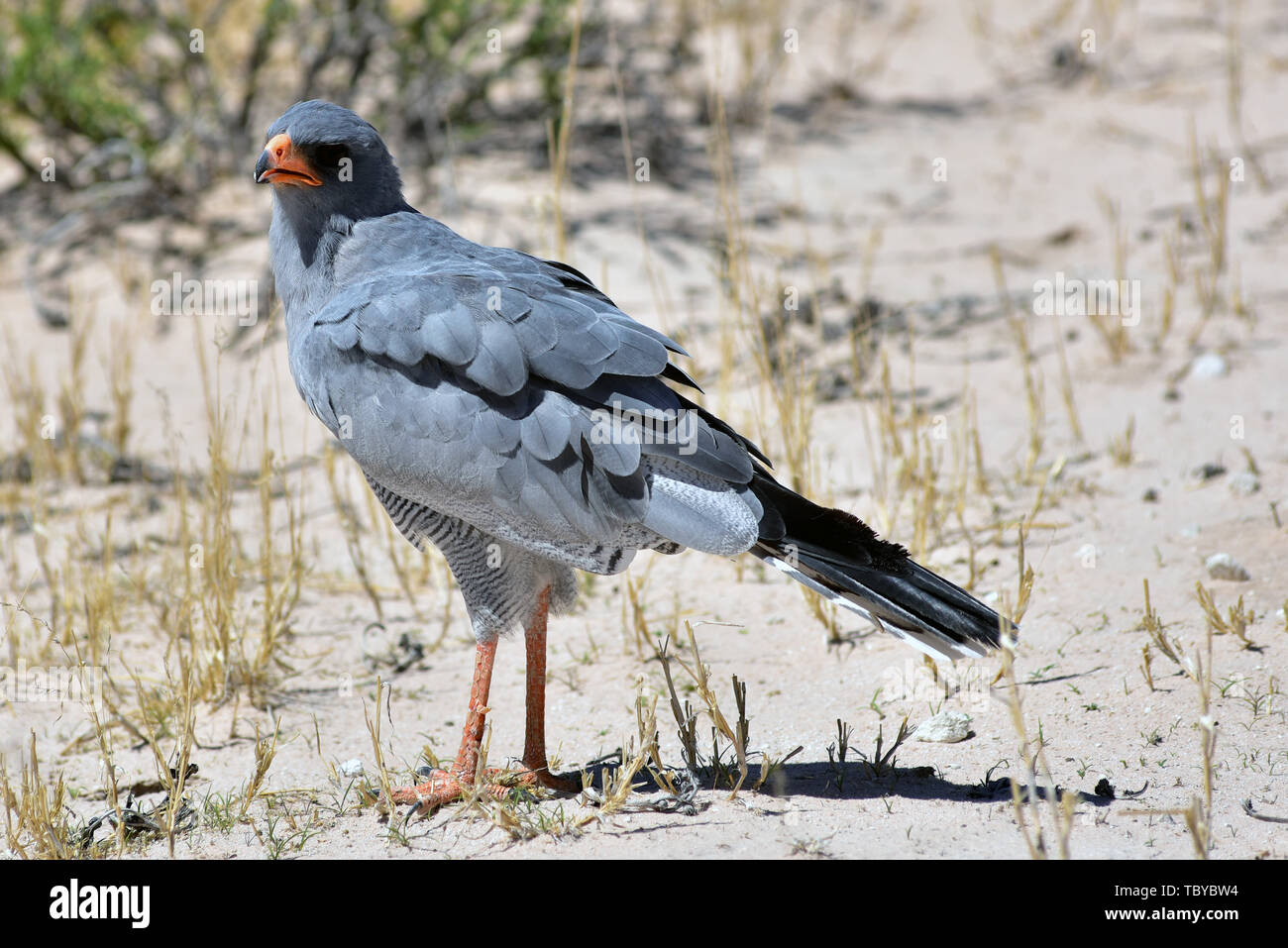 Namutoni, Namibia. 24 Febbraio, 2019. Un Gabarhabicht (Melierax gabar) passeggiate intorno al Parco Nazionale Etosha sul terreno, preso il 24.02.2019. Il Gabarhabicht è una specie di monotypic del Singhabichte senza sottospecie nota. Essa è distribuita in tutto il Sud Africa, raggiungendo un totale di lunghezza fino a 35 centimetri e un peso fino a 150 grammi. Questa specie di uccello conduce una vita monogama. Credito: Matthias Toedt/dpa-Zentralbild/ZB/Picture Alliance | in tutto il mondo di utilizzo/dpa/Alamy Live News Foto Stock