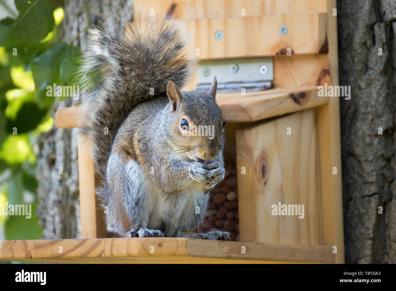 La fauna selvatica : orientale scoiattolo grigio su una casalinga alimentatore di scoiattolo. (Sciurus carolinensis). Foto Stock