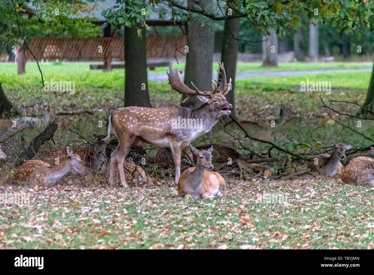 Un pacchetto di cervi nel mezzo della foresta Foto Stock