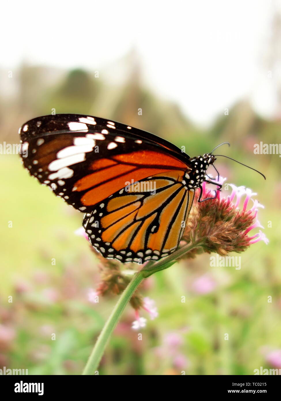 Tiger - spotted butterfly Foto Stock