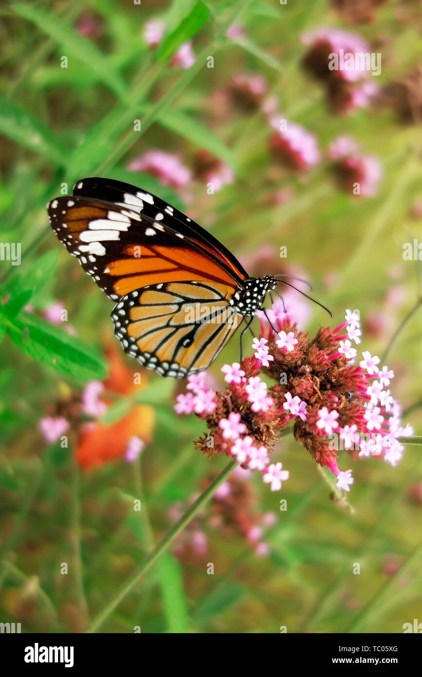 Tiger - spotted butterfly Foto Stock