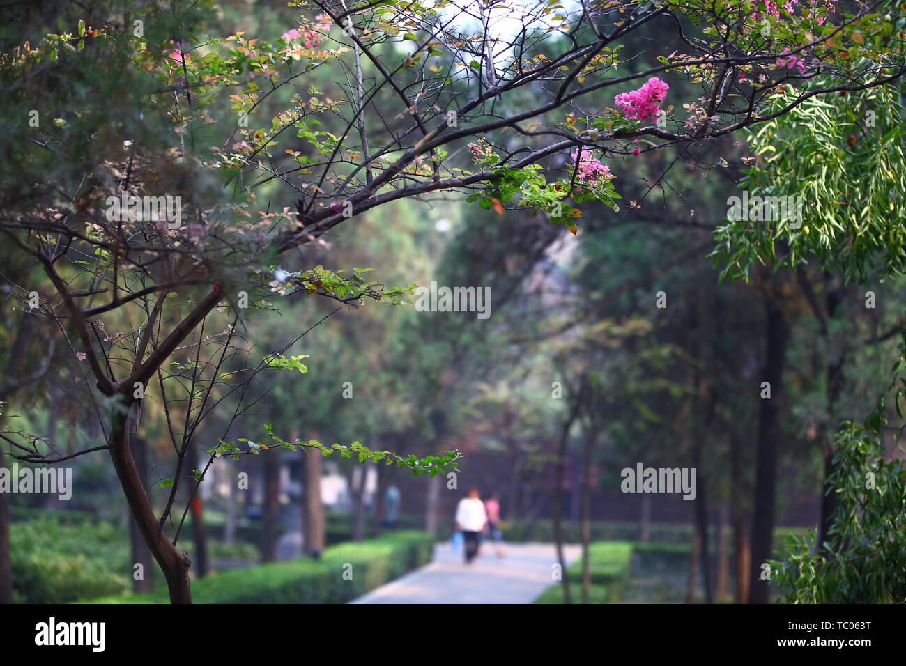 Shi Yuan Zuting, Tempio Baima Scenic Area, Luoyang, nella provincia di Henan Foto Stock