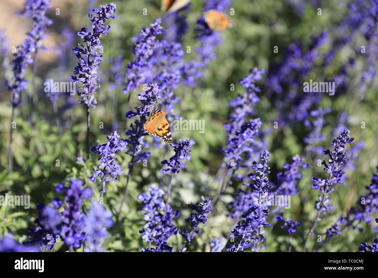 Fiore ed erba Foto Stock