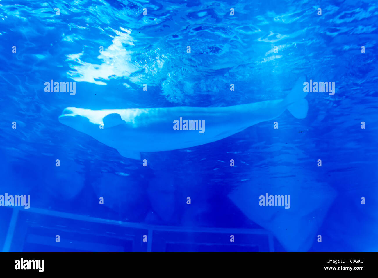 Le balene beluga in Haichang Ocean Park, Shanghai Foto Stock