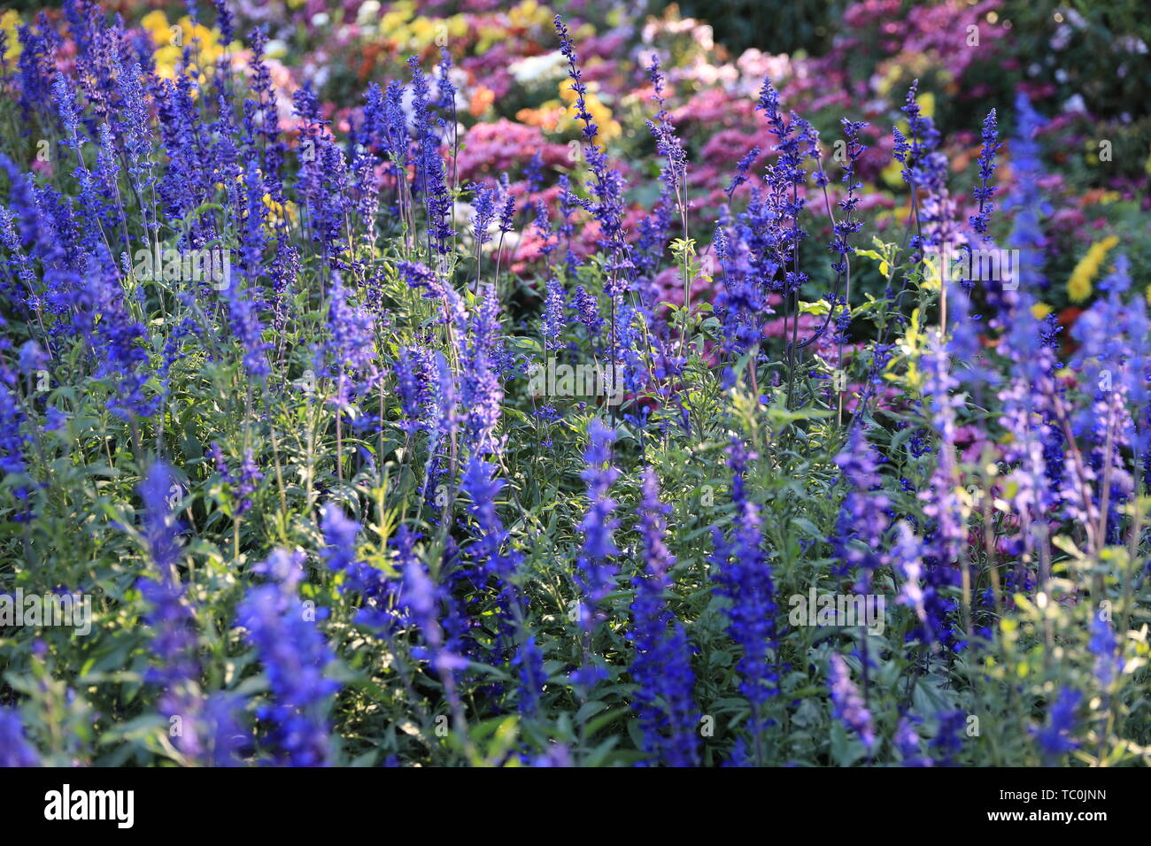 Fiore ed erba Foto Stock