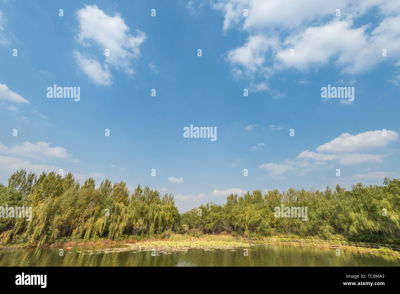 Autunno Swan anatra selvatica in Outdoor stagno Grove nel Parco di Shenyang, Cina Foto Stock