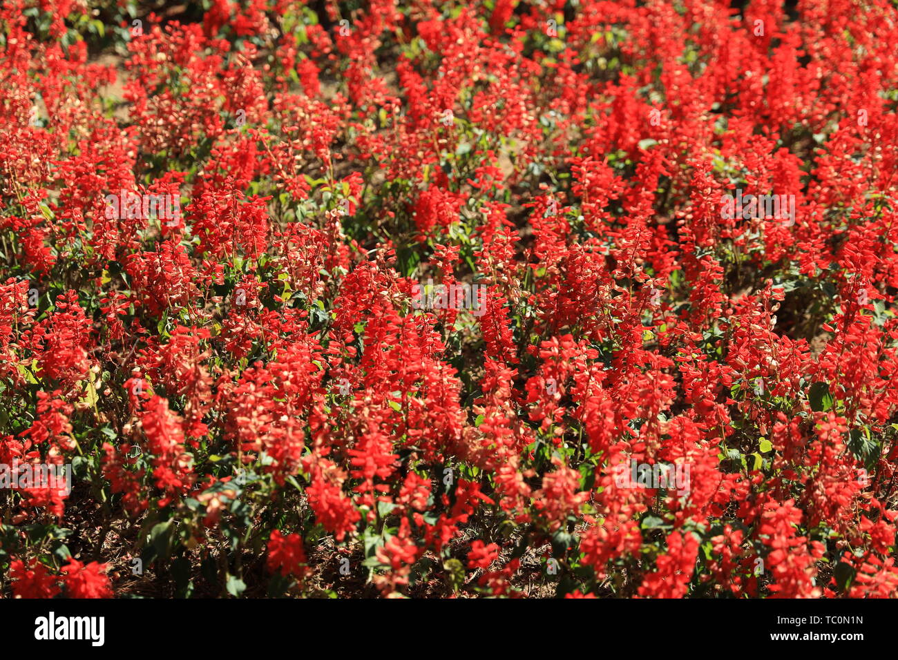 Fiore ed erba Foto Stock